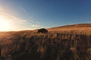 bison roaming